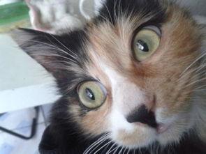 雌猫们在线观看,捕捉喵星人的屏幕魅力